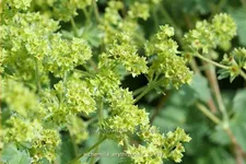 Alchemilla erythropoda
