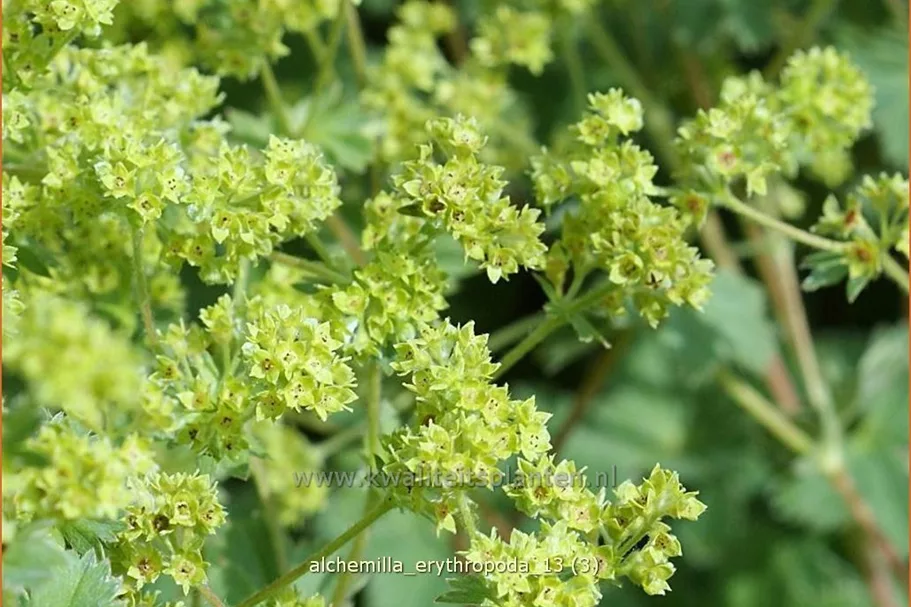 Alchemilla erythropoda