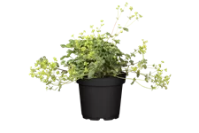 Alchemilla erythropoda