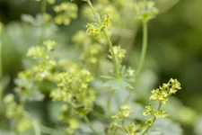 Alchemilla erythropoda