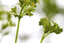 Alchemilla erythropoda
