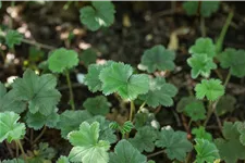 Alchemilla erythropoda