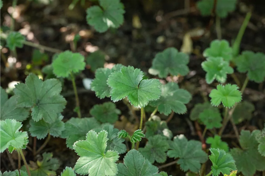 Alchemilla erythropoda