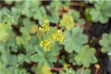 Alchemilla erythropoda
