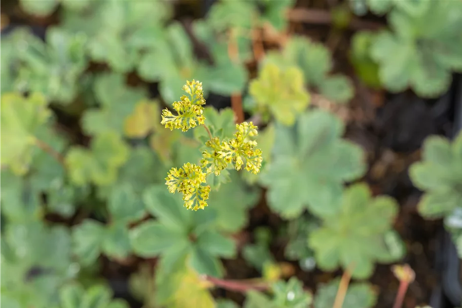 Alchemilla erythropoda