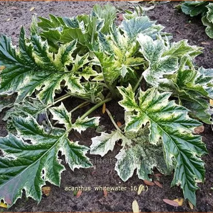 Acanthus mollis 'Whitewater'