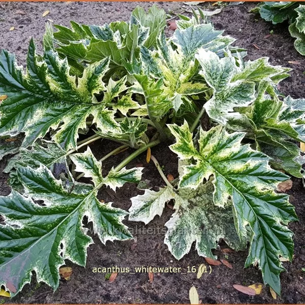 Acanthus mollis 'Whitewater'