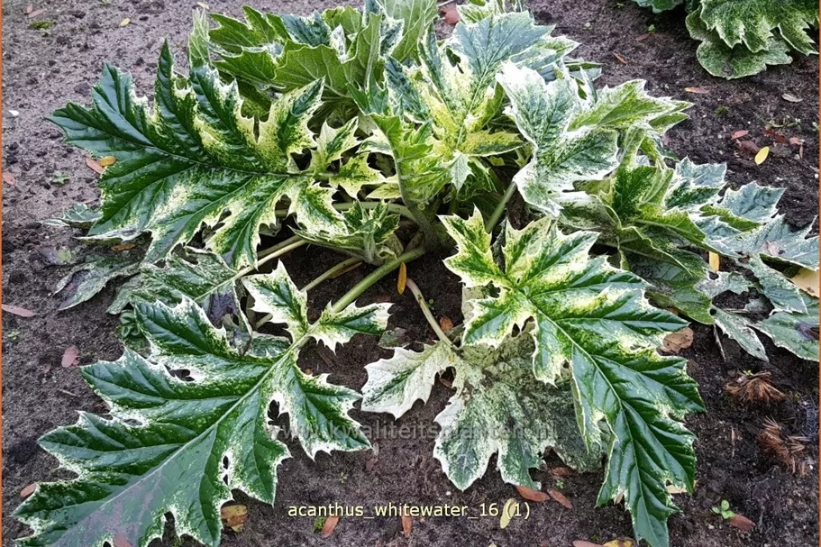 Acanthus mollis 'Whitewater'