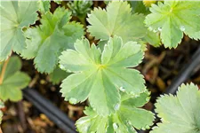 Alchemilla erythropoda