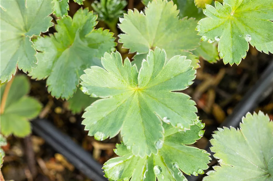 Alchemilla erythropoda