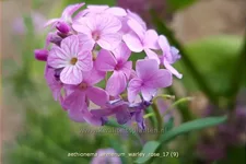 Aethionema armenum 'Warley Rose'