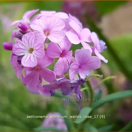 Aethionema armenum 'Warley Rose'