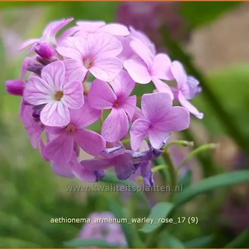 Aethionema armenum 'Warley Rose'