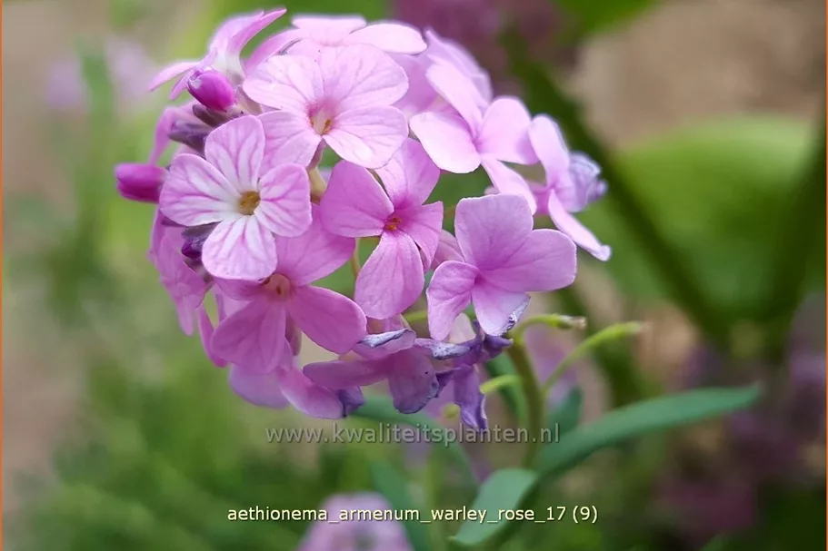 Aethionema armenum 'Warley Rose'
