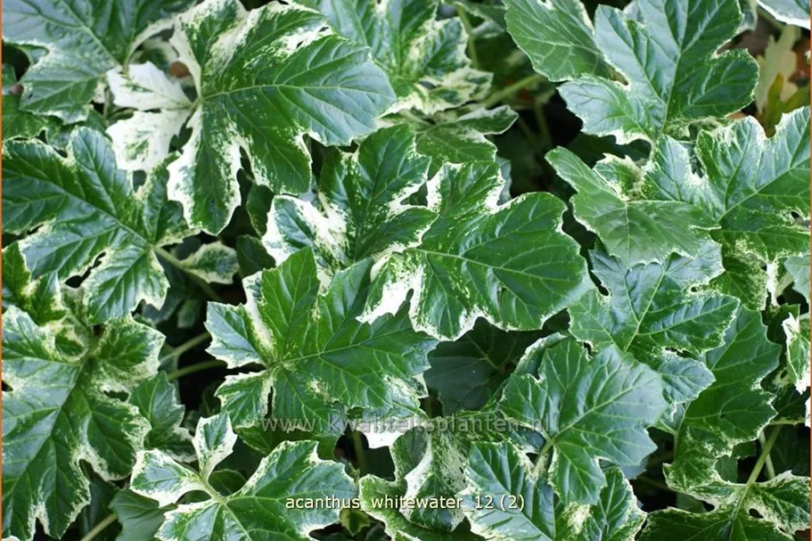 Acanthus mollis 'Whitewater'