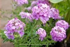 Aethionema armenum 'Warley Rose'