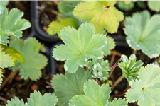 Alchemilla erythropoda