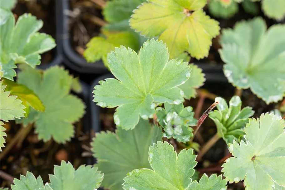 Alchemilla erythropoda