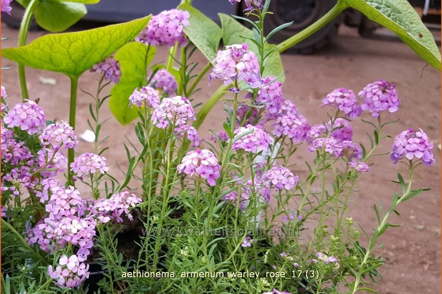 Aethionema armenum 'Warley Rose'