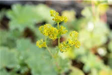 Alchemilla erythropoda
