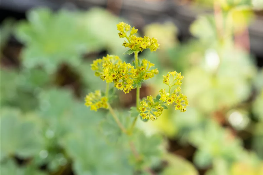 Alchemilla erythropoda