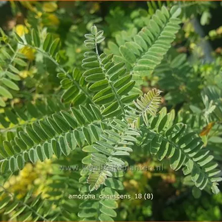 Amorpha canescens