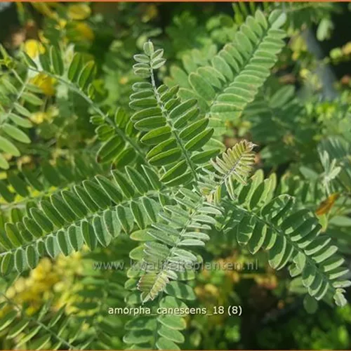 Amorpha canescens