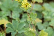 Alchemilla erythropoda