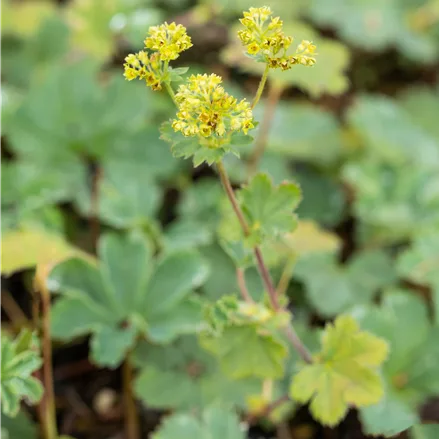 Alchemilla erythropoda