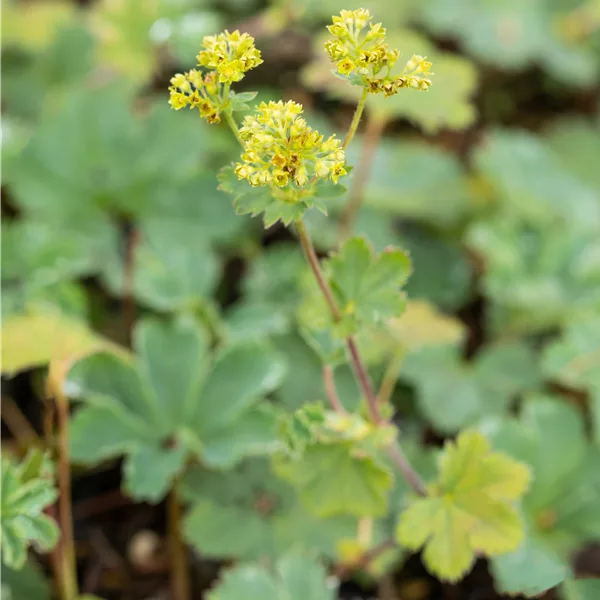 Alchemilla erythropoda