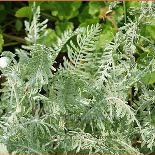 Achillea clypeolata