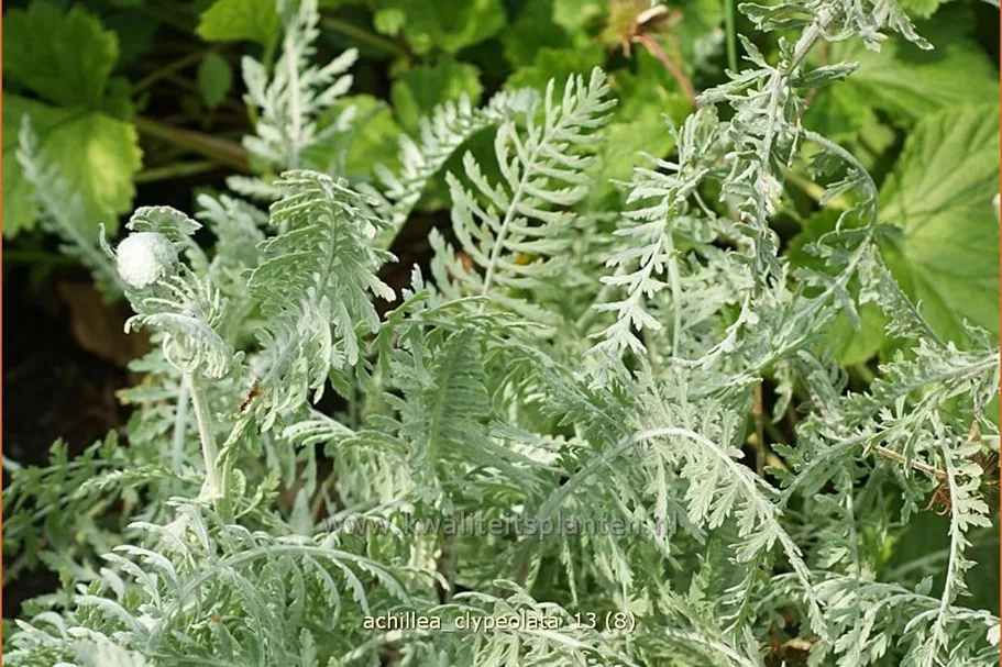 Achillea clypeolata