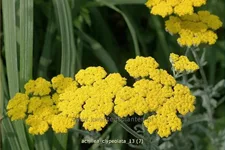 Achillea clypeolata
