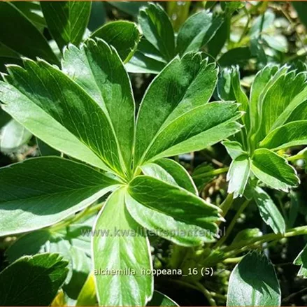 Alchemilla hoppeana