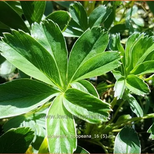 Alchemilla hoppeana