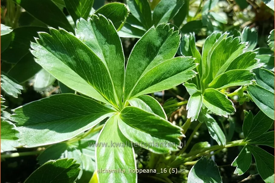 Alchemilla hoppeana