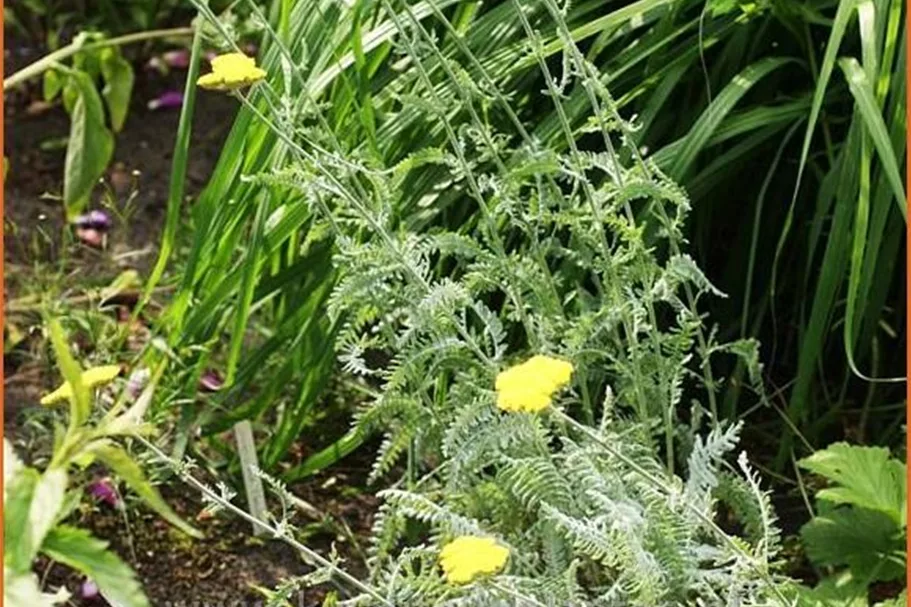 Achillea clypeolata