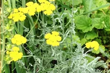 Achillea clypeolata