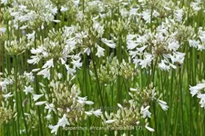 Agapanthus africanus 'Albidus'