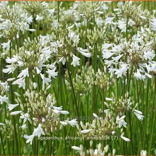 Agapanthus africanus 'Albidus'