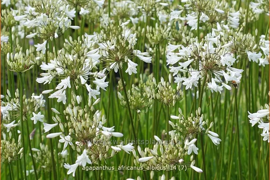 Agapanthus africanus 'Albidus'
