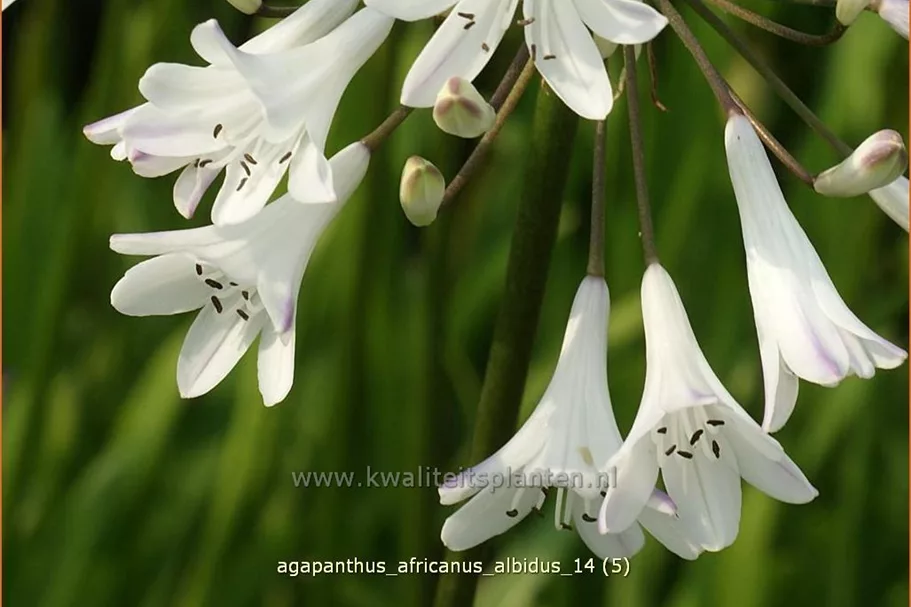 Agapanthus africanus 'Albidus'