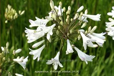 Agapanthus africanus 'Albidus'
