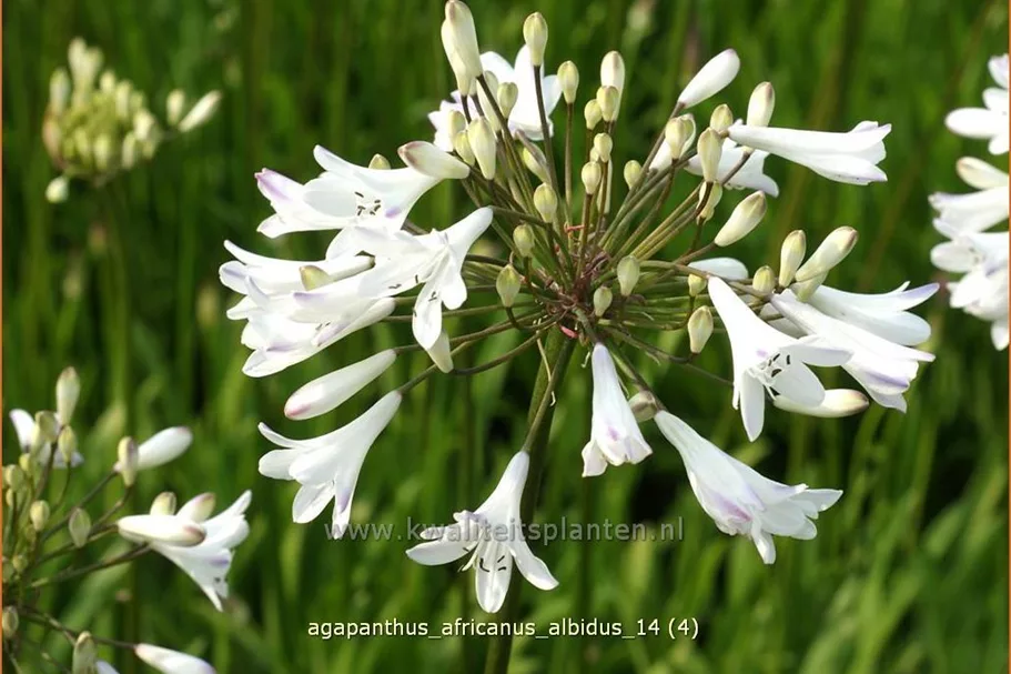 Agapanthus africanus 'Albidus'