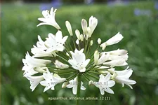 Agapanthus africanus 'Albidus'