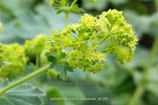 Alchemilla mollis 'Robustica'