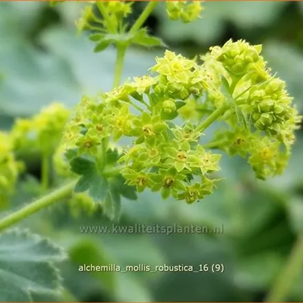 Alchemilla mollis 'Robustica'