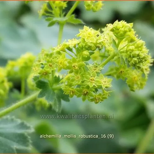 Alchemilla mollis 'Robustica'