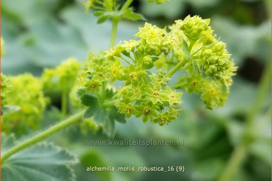 Alchemilla mollis 'Robustica'