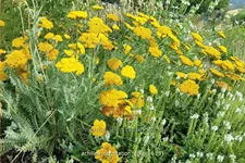 Achillea filipendulina 'Coronation Gold'